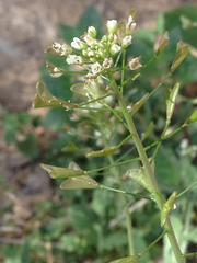 Capsella bursa-pastoris