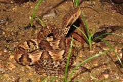 Jararaca photo 3
