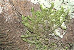 Frullania clavata