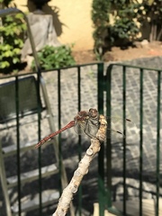 Sympetrum nigrifemur