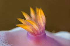 Hypselodoris apolegma