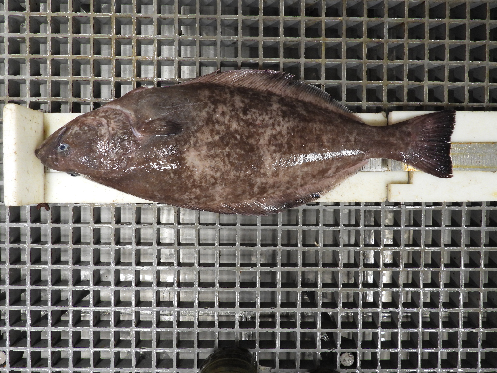 格陵蘭大比目魚 (扁鱈) Reinhardtius hippoglossoides