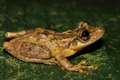 Fuscous-Blotched Treefrog photo 1