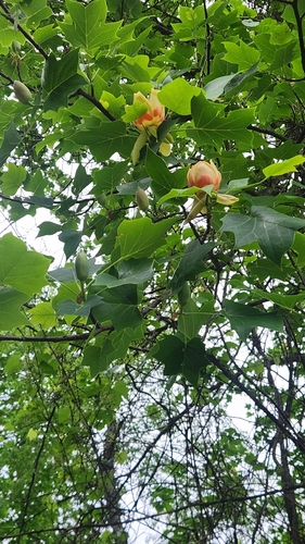 Tulip Tree