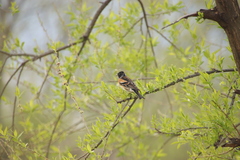 Fringilla montifringilla