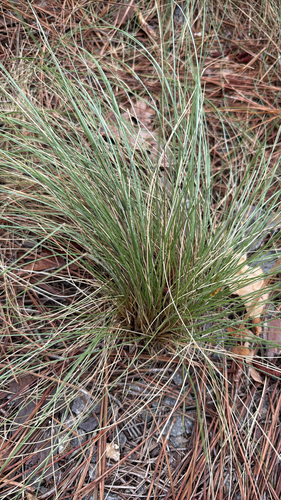 Aristida stricta, 2026-05-22