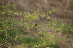 Fringilla montifringilla