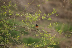 Fringilla montifringilla