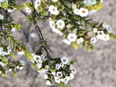 Thryptomene micrantha
