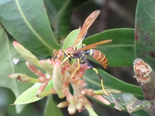 Caribbean Paper Wasp