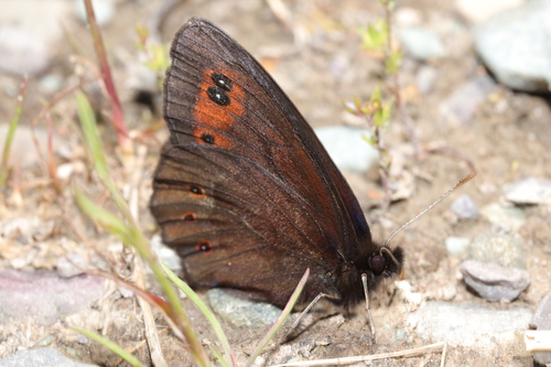 Common Alpine photo 4