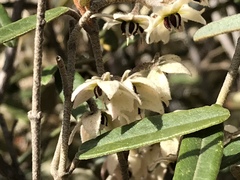 Lasiopetalum schulzenii