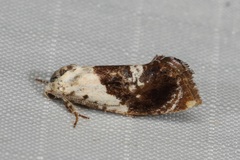 Hypertropha chlaenota