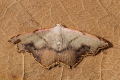 Epicompsa xanthocrossa