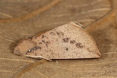 Mnesampela heliochrysa