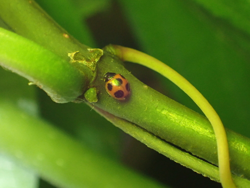 Jamaican shield ladybeetle