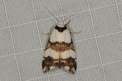Thallarcha albicollis