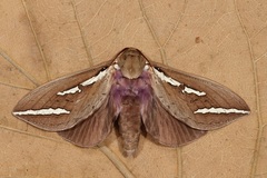 Abantiades latipennis