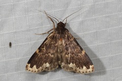 Mormoscopa sordescens