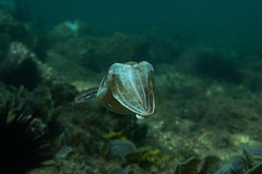 Sepia plangon