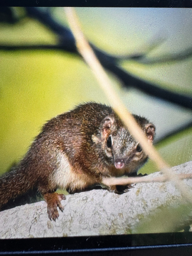 Horsfield's Treeshrew