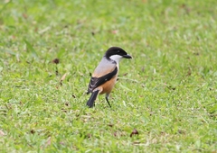 Lanius schach bentet