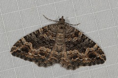 Xanthorhoe vacuaria