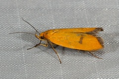 Telocharacta hemicroca