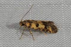 Hemiarcha thermochroa