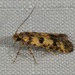 Hemiarcha thermochroa - Photo (c) dhfischer,  זכויות יוצרים חלקיות (CC BY-NC), הועלה על ידי dhfischer