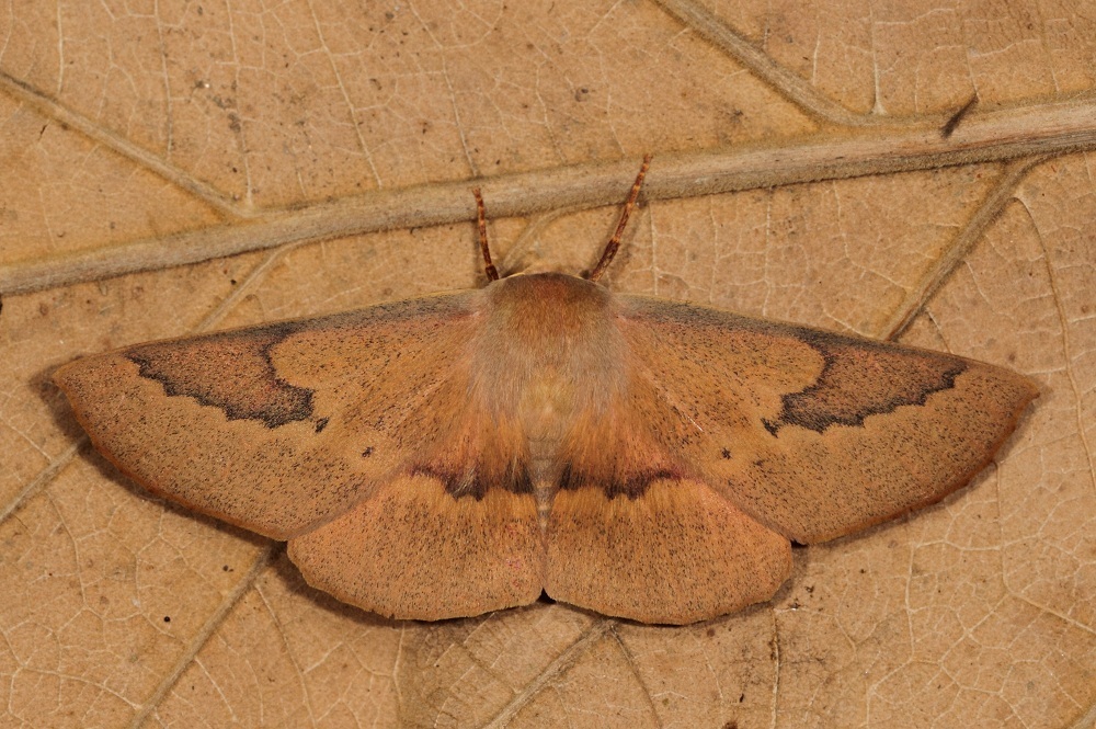 Patched Leaf Moth