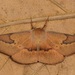 Patched Leaf Moth - Photo (c) dhfischer, some rights reserved (CC BY-NC), uploaded by dhfischer