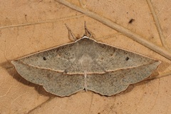 Phallaria ophiusaria