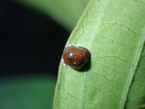 Hemispherical Scale