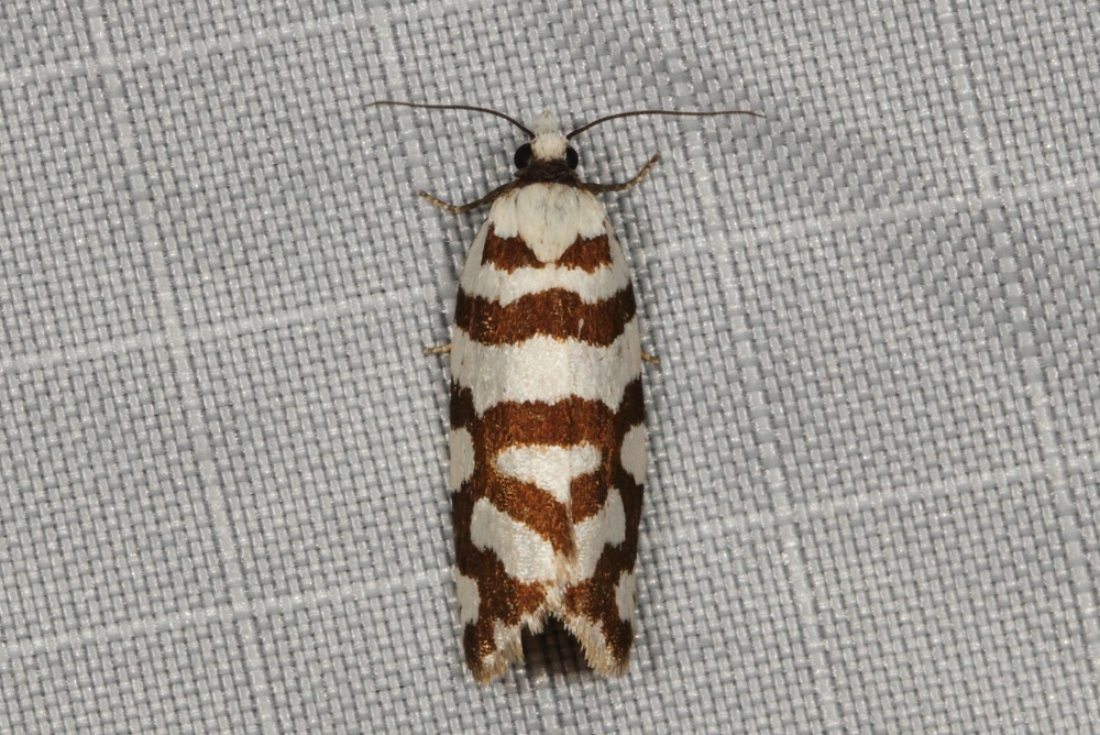 Cacoecia desmotana