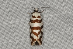 Cacoecia desmotana