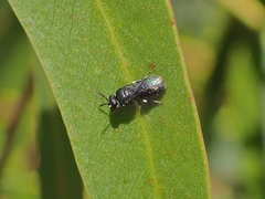Hylaeus philoleucus