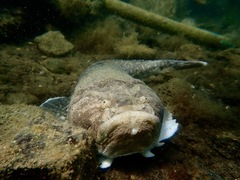 Genyagnus monopterygius