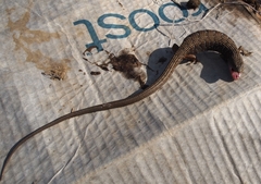 Elgaria multicarinata multicarinata