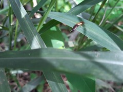 Forficulinae