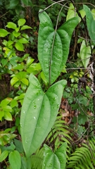 Dioscorea transversa