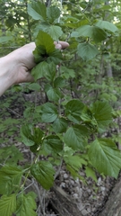 Crataegus suborbiculata