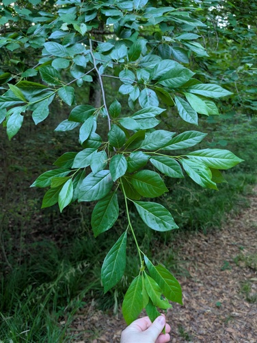 Nyssa sylvatica