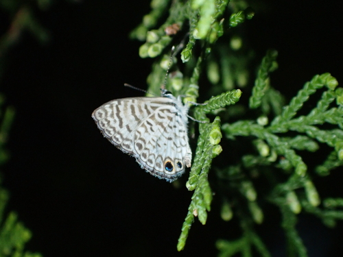 Cassius Blue