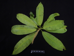 Lepiniopsis ternatensis