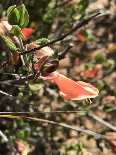West Coast Mintbush (Prostanthera calycina)