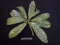 Lepiniopsis ternatensis