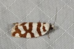 Cacoecia desmotana