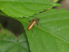 Cortodera humeralis