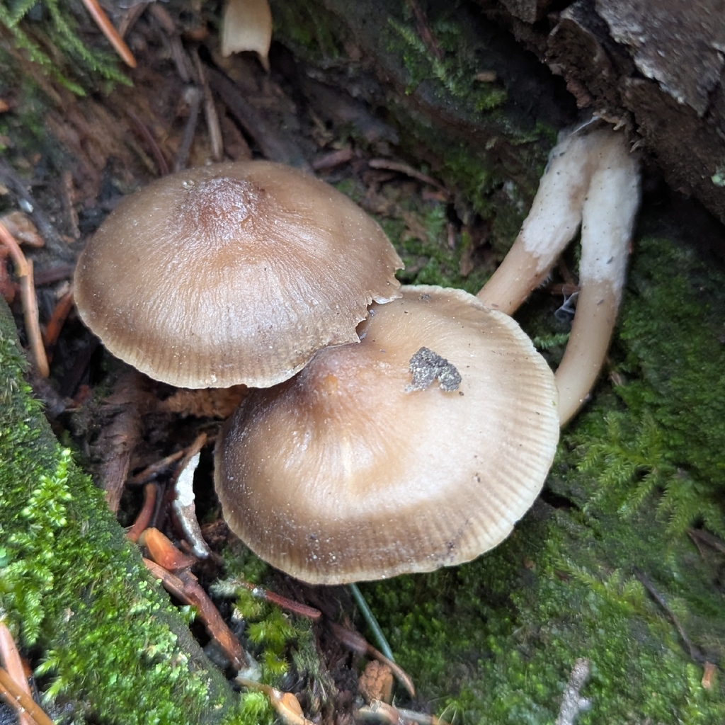 Mycena overholtsii · May 2026 · photo: Photo: no rights reserved · iNaturalist